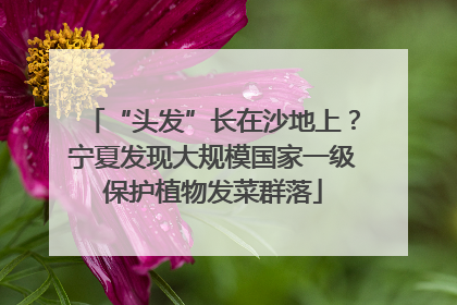 “头发”长在沙地上？宁夏发现大规模国家一级保护植物发菜群落