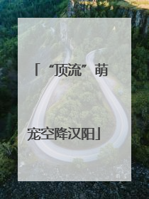 “顶流”萌宠空降汉阳