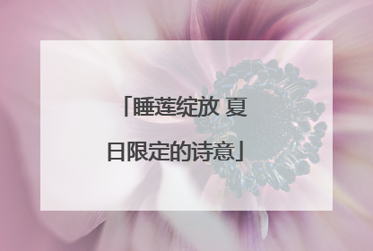 睡莲绽放 夏日限定的诗意