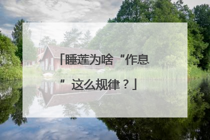 睡莲为啥“作息”这么规律？