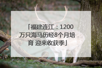 福建连江：1200万只海马历经8个月培育 迎来收获季