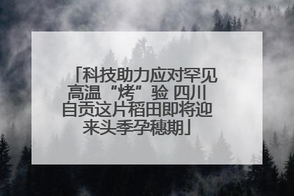 科技助力应对罕见高温“烤”验 四川自贡这片稻田即将迎来头季孕穗期