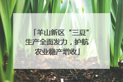 羊山新区“三夏”生产全面发力，护航农业稳产增收
