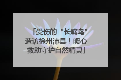 受伤的“长嘴鸟”造访徐州沛县！暖心救助守护自然精灵