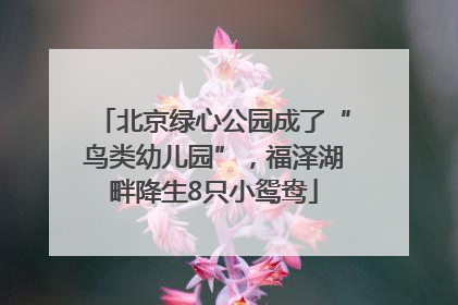 北京绿心公园成了“鸟类幼儿园”，福泽湖畔降生8只小鸳鸯