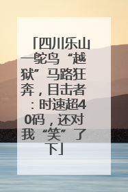 四川乐山一鸵鸟“越狱”马路狂奔，目击者：时速超40码，还对我“笑”了下