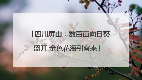 四川屏山：数百亩向日葵盛开 金色花海引客来