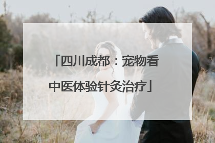 四川成都：宠物看中医体验针灸治疗
