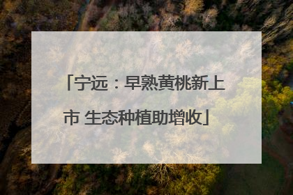 宁远：早熟黄桃新上市 生态种植助增收