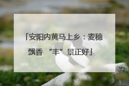 安阳内黄马上乡：麦穗飘香 “丰”景正好