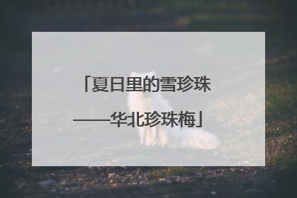 夏日里的雪珍珠——华北珍珠梅