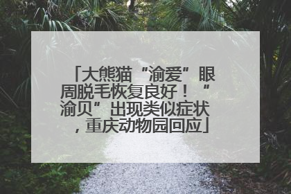 大熊猫“渝爱”眼周脱毛恢复良好！“渝贝”出现类似症状，重庆动物园回应