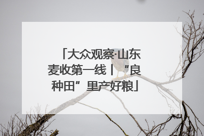 大众观察·山东麦收第一线丨“良种田”里产好粮