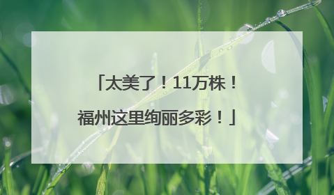 太美了！11万株！福州这里绚丽多彩！