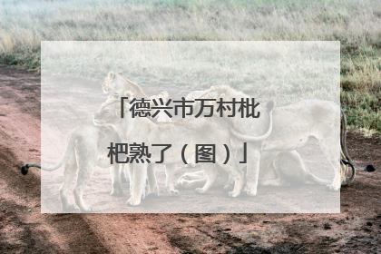 德兴市万村枇杷熟了（图）