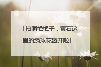 拍照绝绝子，黄石这里的绣球花盛开啦