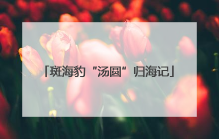 斑海豹“汤圆”归海记