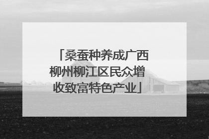 桑蚕种养成广西柳州柳江区民众增收致富特色产业