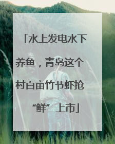 水上发电水下养鱼，青岛这个村百亩竹节虾抢“鲜”上市