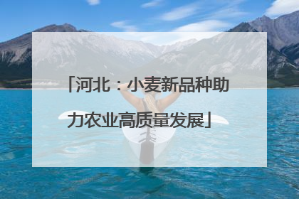 河北：小麦新品种助力农业高质量发展