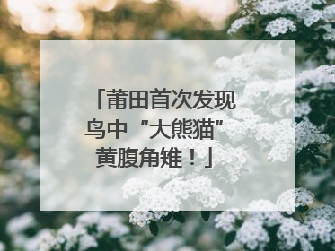 莆田首次发现鸟中“大熊猫”黄腹角雉！
