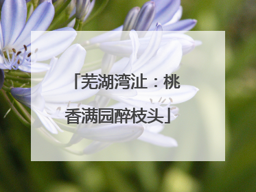 芜湖湾沚：桃香满园醉枝头