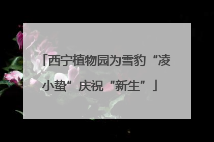 西宁植物园为雪豹“凌小蛰”庆祝“新生”