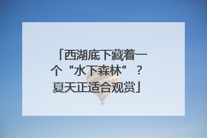 西湖底下藏着一个“水下森林”？夏天正适合观赏