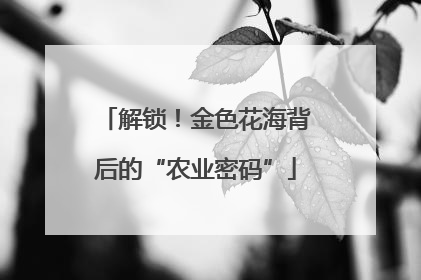 解锁！金色花海背后的“农业密码”
