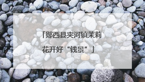 郧西县夹河镇茉莉花开好“钱景”