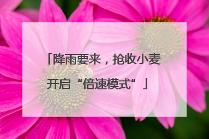 降雨要来，抢收小麦开启“倍速模式”