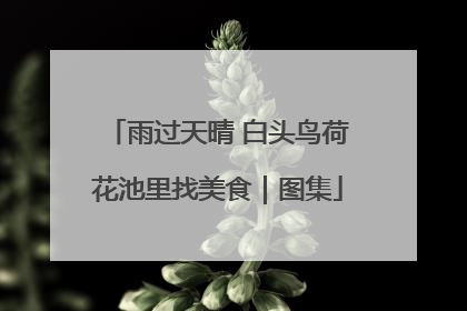雨过天晴 白头鸟荷花池里找美食｜图集