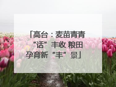 高台：麦苗青青“话”丰收 粮田孕育新“丰”景