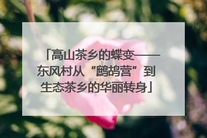 高山茶乡的蝶变——东风村从“鹧鸪营”到生态茶乡的华丽转身